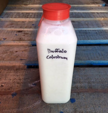 Frozen Water Buffalo Colostrum (A2/A2) — 1 pint
