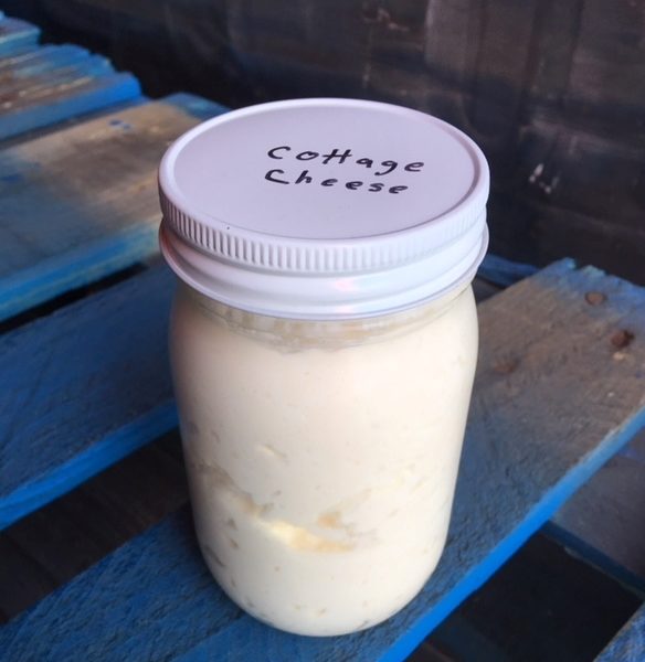 A2 Cottage Cheese — With Cream — Pint in glass