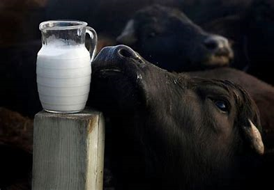 Frozen Raw Buffalo Milk