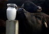 Frozen Raw Buffalo Milk