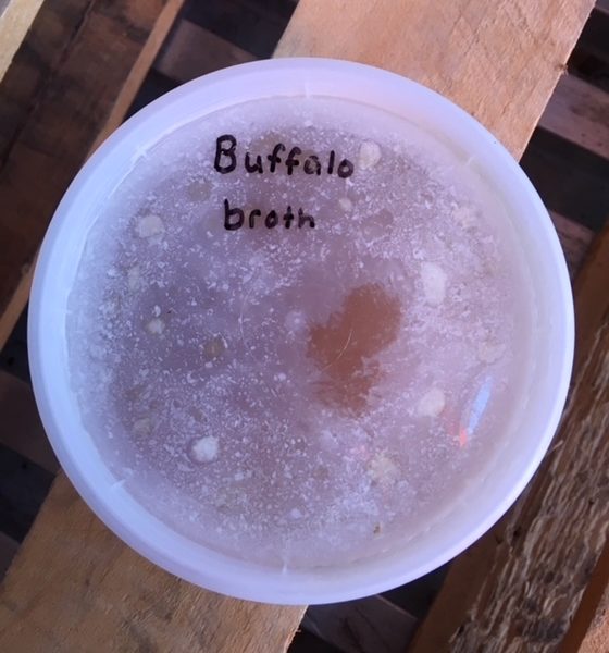 Buffalo Broth — Quart