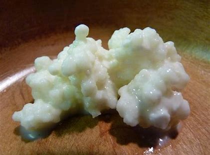 Heirloom A2 Kefir Grains