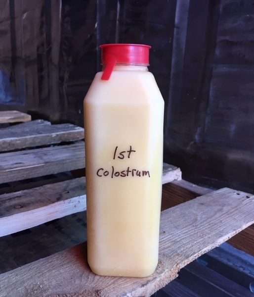 Frozen Sheep Colostrum — Pint
