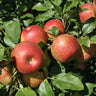 Local Organic Apples